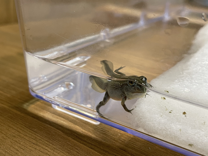 アフリカウシガエルのオタマジャクシの上陸