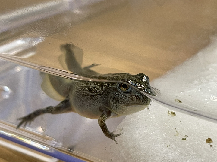 アフリカウシガエルのオタマジャクシの上陸