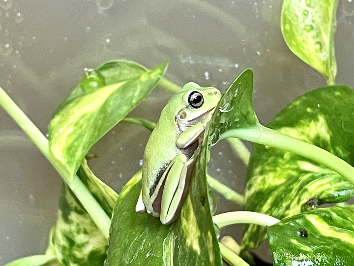 イエアメガエルの飼育ケージ