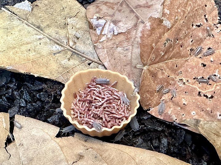 乾燥赤虫を食べるホソワラジムシ