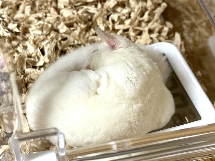 温湿度計の上で寝るフクロモモンガ